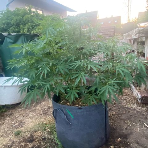 Datscha Grün  growlog timeline photo