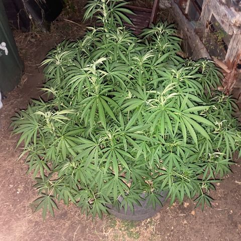 Datscha Grün  growlog timeline photo