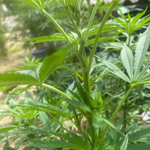 Datscha Grün  growlog timeline photo