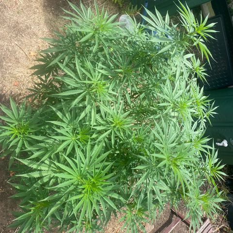 Datscha Grün  growlog timeline photo