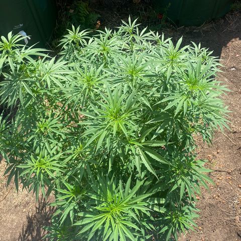 Datscha Grün  growlog timeline photo