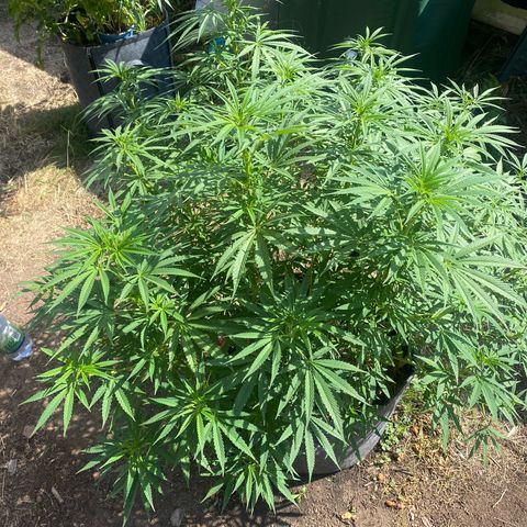Datscha Grün  growlog timeline photo