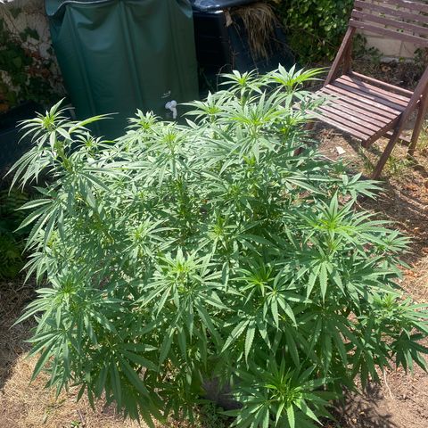 Datscha Grün  growlog timeline photo