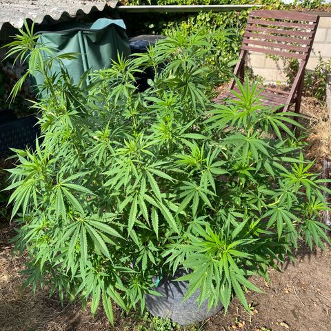 Datscha Grün  growlog timeline photo