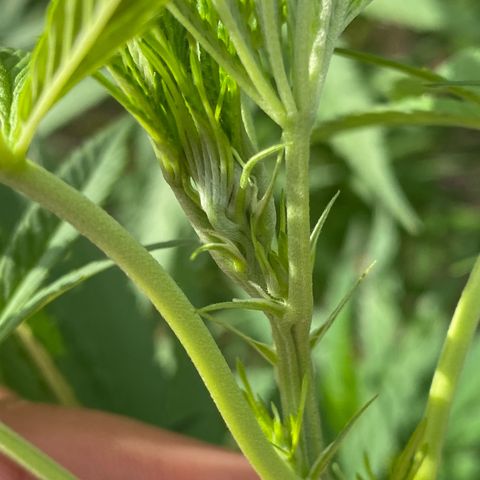 Datscha Grün  growlog timeline photo
