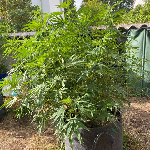 Datscha Grün  growlog timeline photo