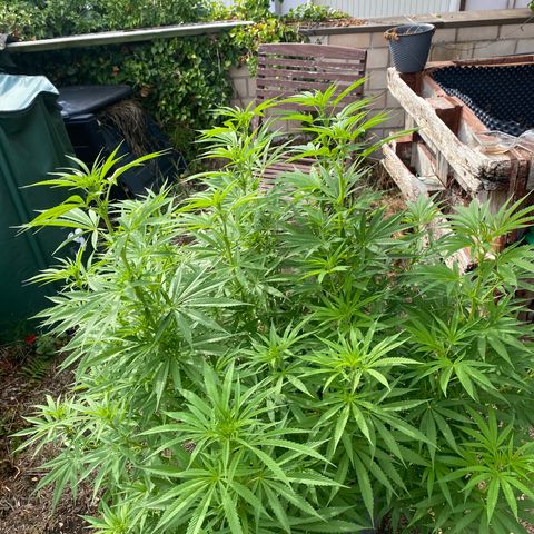 Datscha Grün  growlog timeline photo