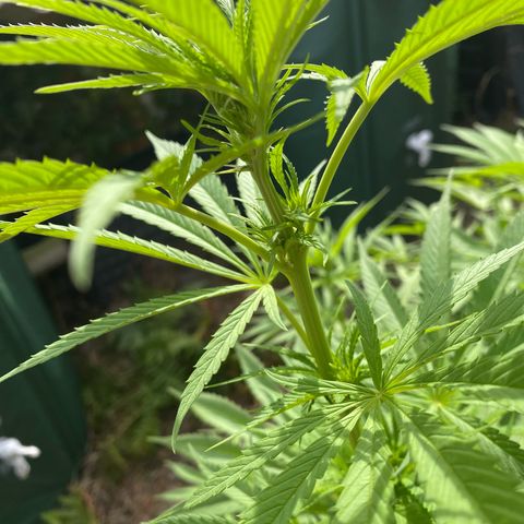 Datscha Grün  growlog timeline photo
