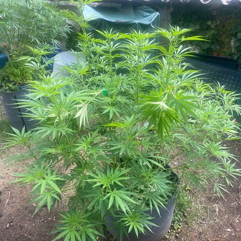 Datscha Grün  growlog timeline photo