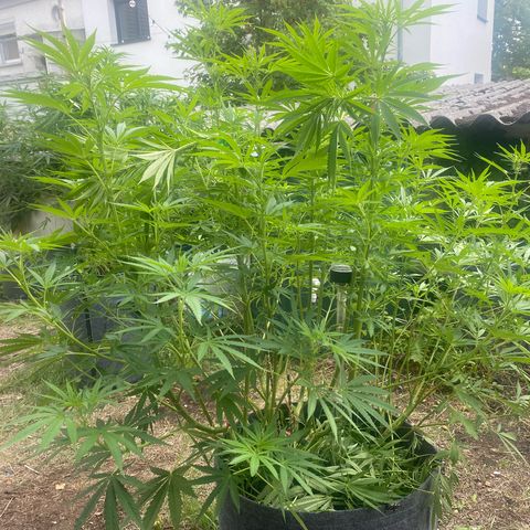 Datscha Grün  growlog timeline photo