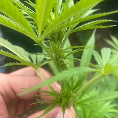 Datscha Grün  growlog timeline photo
