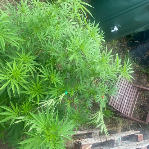 Datscha Grün  growlog timeline photo