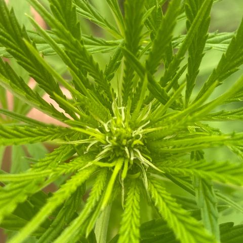 Datscha Grün  growlog timeline photo
