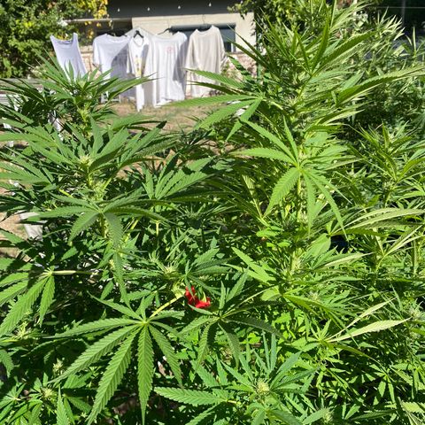 Datscha Grün  growlog timeline photo