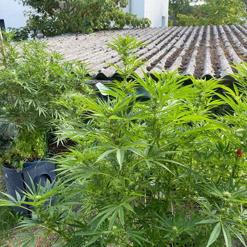 Datscha Grün  growlog timeline photo