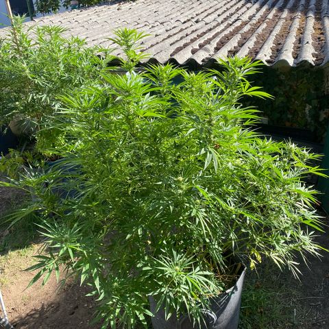Datscha Grün  growlog timeline photo