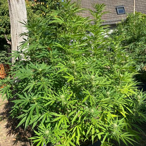 Datscha Grün  growlog timeline photo