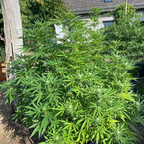 Datscha Grün  growlog timeline photo
