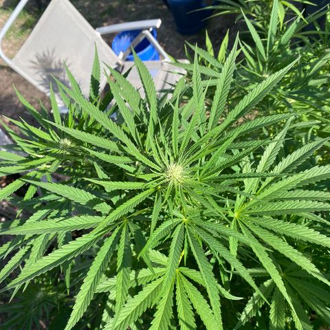 Datscha Grün  growlog timeline photo