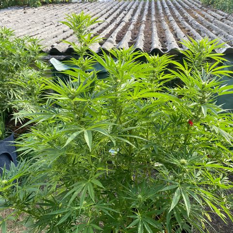 Datscha Grün  growlog timeline photo