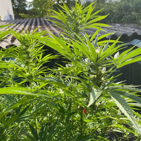 Datscha Grün  growlog timeline photo