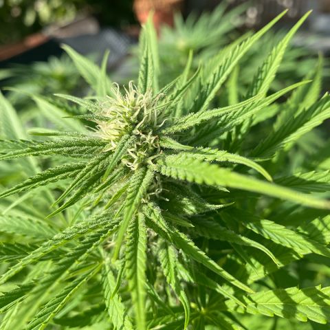 Datscha Grün  growlog timeline photo
