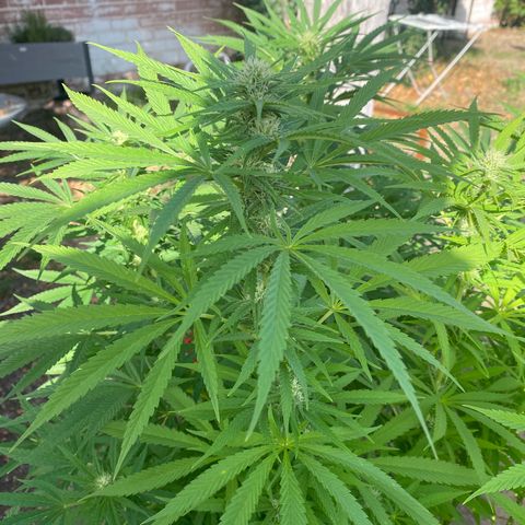 Datscha Grün  growlog timeline photo