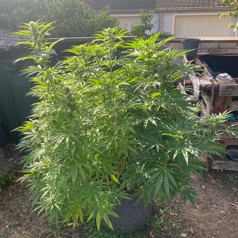 Datscha Grün  growlog timeline photo