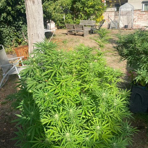 Datscha Grün  growlog timeline photo