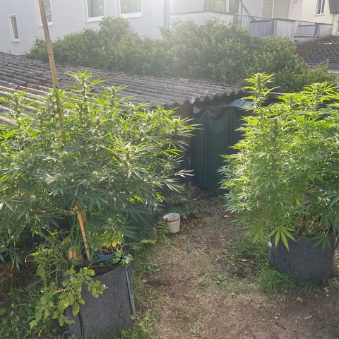 Datscha Grün  growlog timeline photo