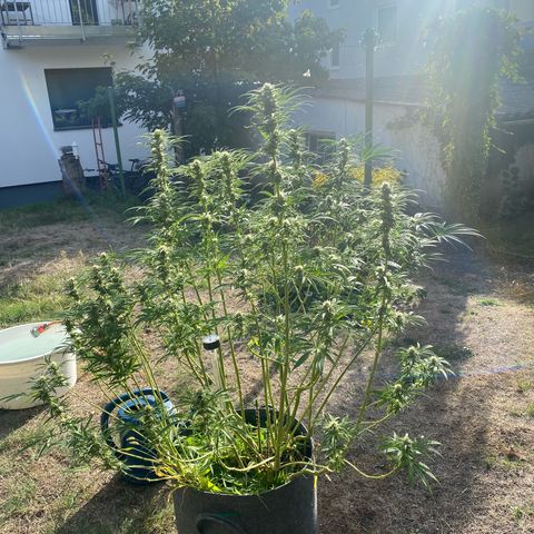 Datscha Grün  growlog timeline photo