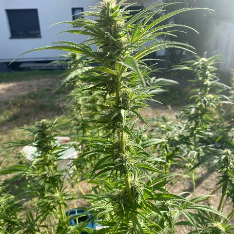 Datscha Grün  growlog timeline photo