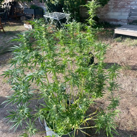 Datscha Grün  growlog timeline photo
