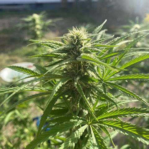 Datscha Grün  growlog timeline photo