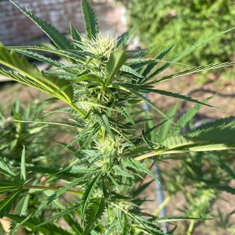 Datscha Grün  growlog timeline photo