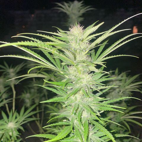 Datscha Grün  growlog timeline photo