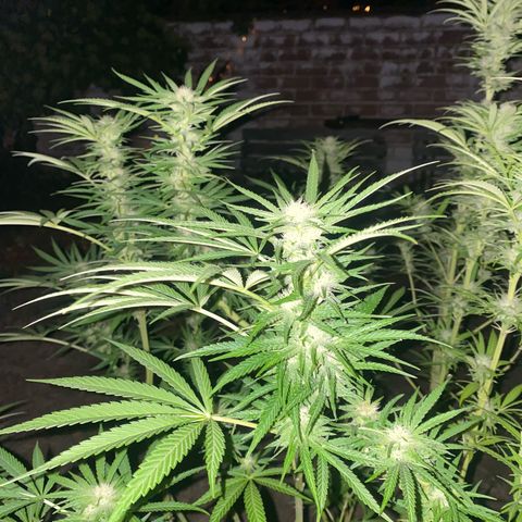 Datscha Grün  growlog timeline photo