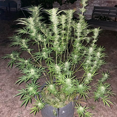 Datscha Grün  growlog timeline photo