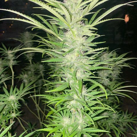 Datscha Grün  growlog timeline photo