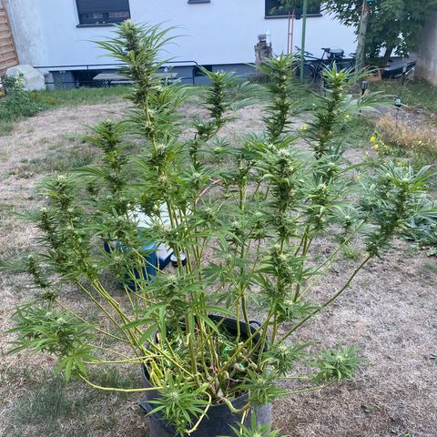 Datscha Grün  growlog timeline photo