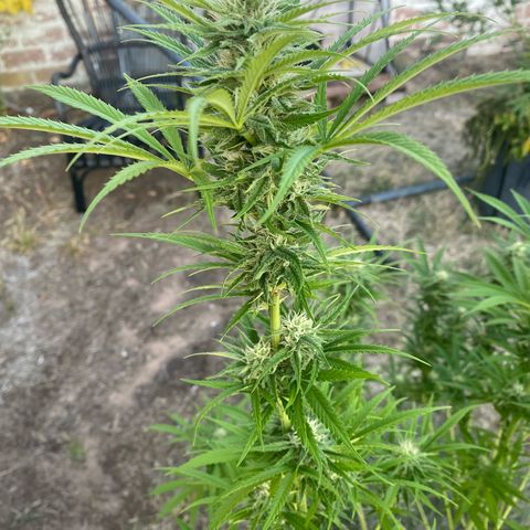 Datscha Grün  growlog timeline photo