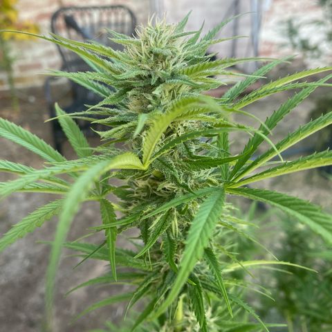 Datscha Grün  growlog timeline photo