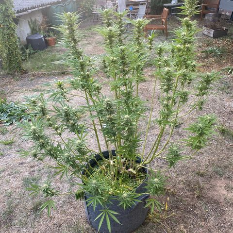 Datscha Grün  growlog timeline photo