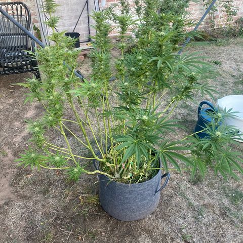 Datscha Grün  growlog timeline photo