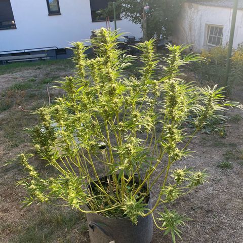Datscha Grün  growlog timeline photo