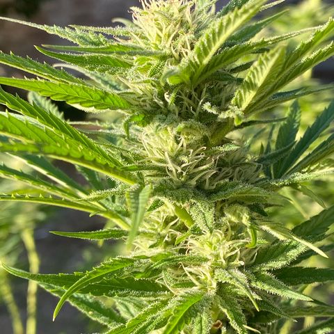 Datscha Grün  growlog timeline photo