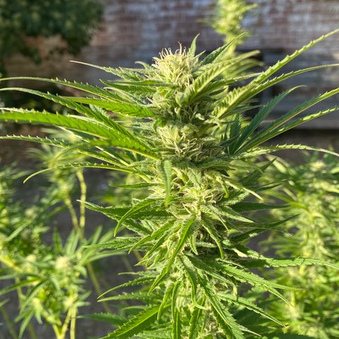 Datscha Grün  growlog timeline photo