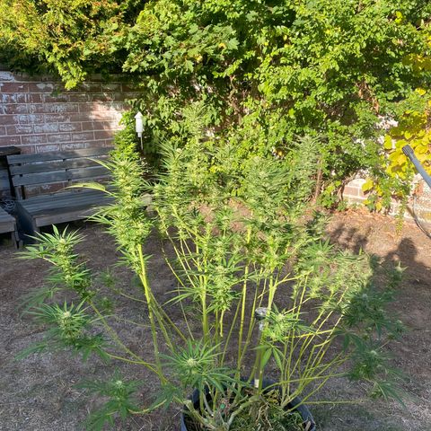 Datscha Grün  growlog timeline photo