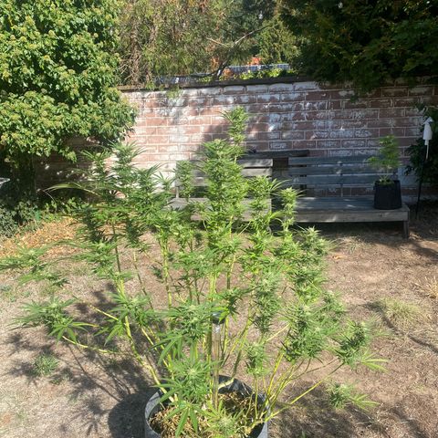Datscha Grün  growlog timeline photo