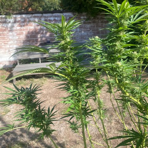 Datscha Grün  growlog timeline photo